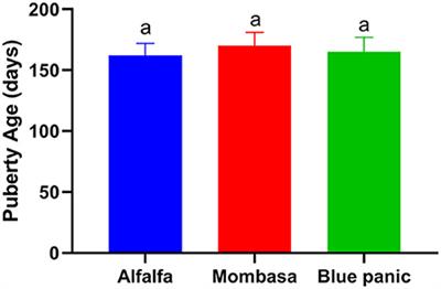 Hematological and biochemical indices, growth performance, and puberty of goats fed with Mombasa and blue panic as salt-tolerant alternatives to alfalfa under arid conditions